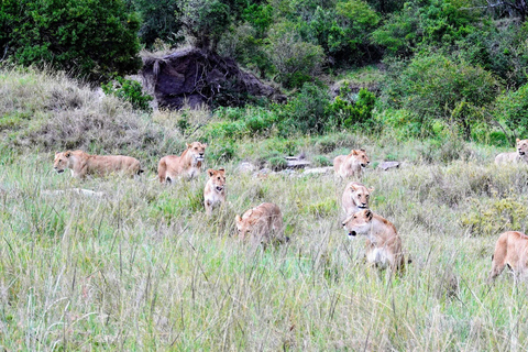 3-day private Maasai Mara & Maasai village visit Ugrade to Mid Range Lodge
