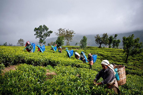 Kandy: Full-Day Tour with Historical Cultures