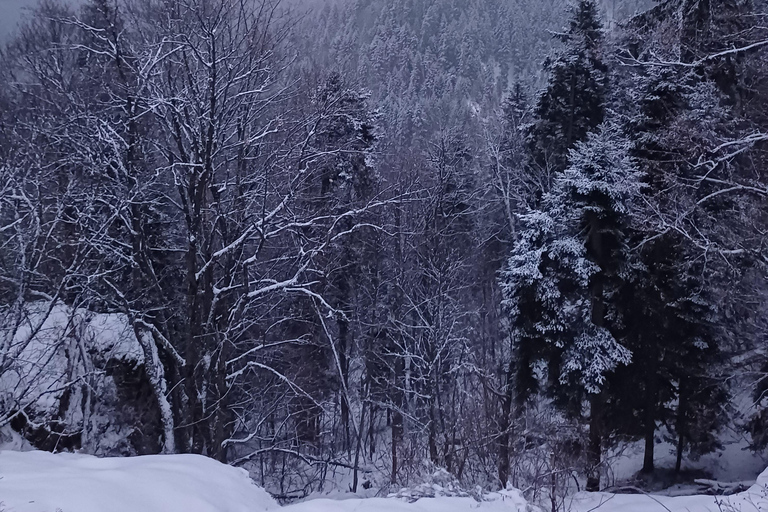 博罗韦茨徒步和雪橇之旅，参观比斯特里察皇家宫殿博罗维茨徒步和雪橇之旅，参观比斯特里察皇家宫殿
