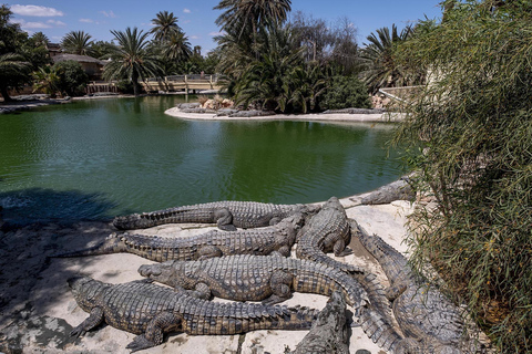 Djerba: Visita ao Djerba Explore &amp; Crocodile Park com traslado