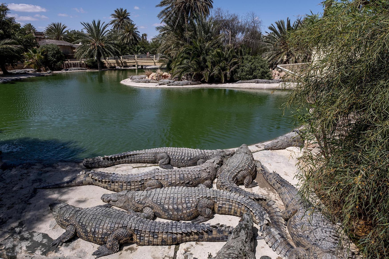 Djerba: Visita di Djerba Explore e del Parco dei coccodrilli con pick-up