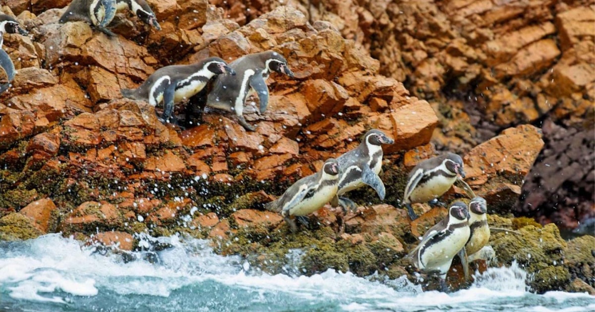 Lima Day Trip To The Ballestas Islands And Huacachina Oasis Getyourguide