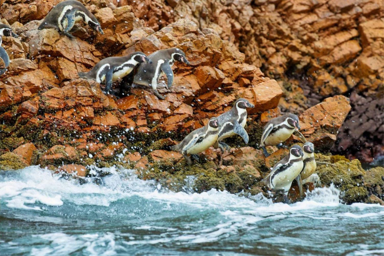 Lima: Dagsutflykt till Ballestas-öarna och Huacachina-oasen