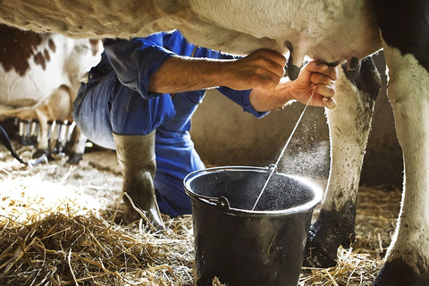 Amalfi: Milk the cows, Make Pasta, Mozzarella and Tiramisù! Private Cooking Class