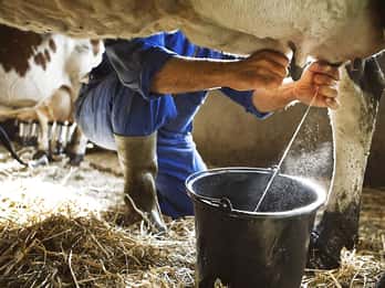 Amalfi: Milk the cows, Make Pasta, Mozzarella and Tiramisù!