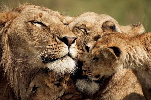 Serengeti : Safari de 5 jours avec traversée de la rivière Mara