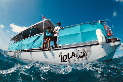 Waikiki: Wycieczka z rurką z hawajskimi zielonymi żółwiami morskimiWaikiki Snorkel Tour