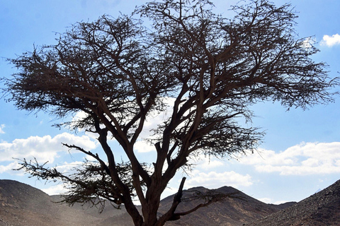 Hurghada: Mega Safari, ATV, 4x4WD Jeep, Camel w/ BBQ & Show Mega Safari (Group Tour)