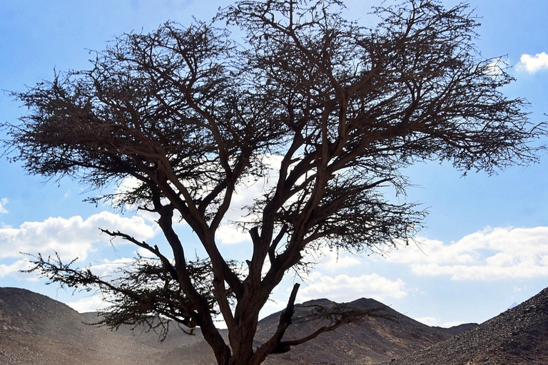 Hurghada: Mega Safari, ATV, 4x4WD Jeep, Camel w/ BBQ & Show Mega Safari (Group Tour)