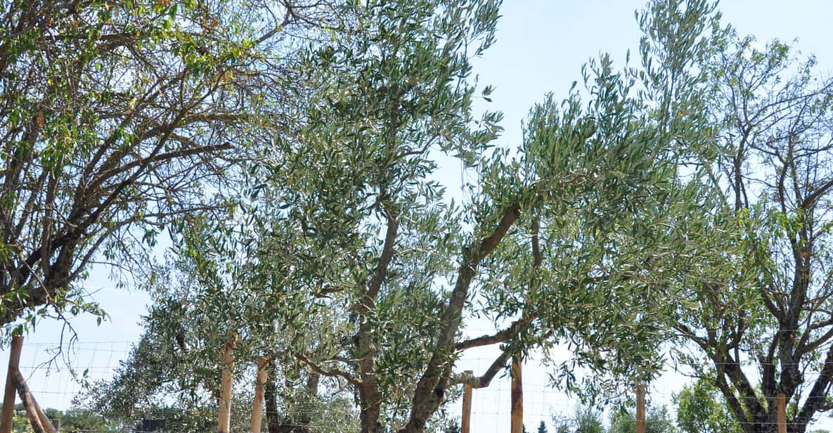 Afbeelding 9 van Chianti: biologische tuin en wijnproeverij