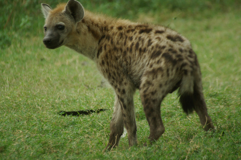 Addis Abeba: 2-tägige Wildtiersafari im Awash-Nationalpark