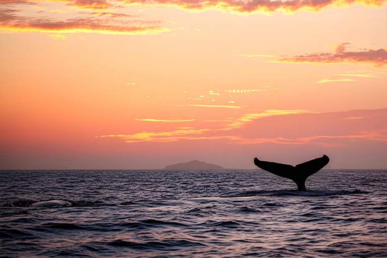 Oʻahu: osservazione balene in piccoli gruppi con equipaggio locale[PRIVATO] O'ahu: osservazione balene in barca a vela per piccoli gruppi