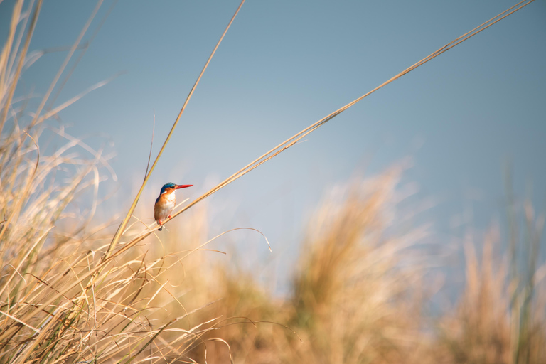 Victoria Fall: Guided Chobe Game Drive, River Cruise & Lunch