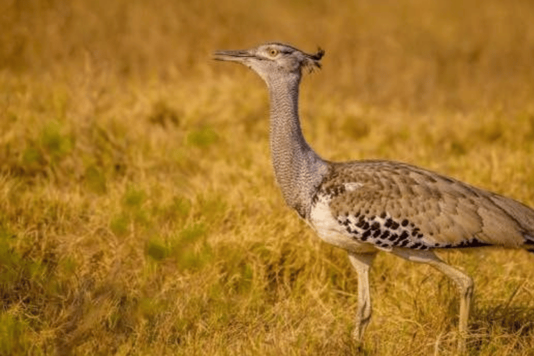Chobe National Park 2-Day Safari with Transfers