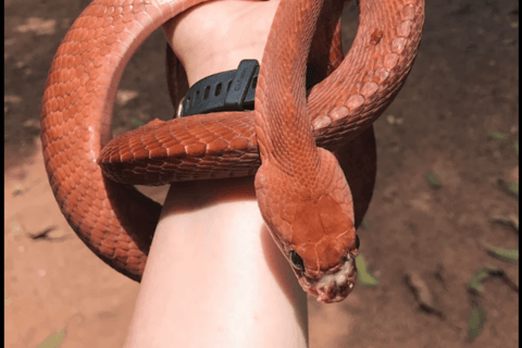 From Mirissa: Snake Conservation Farm Tour with Transfer
