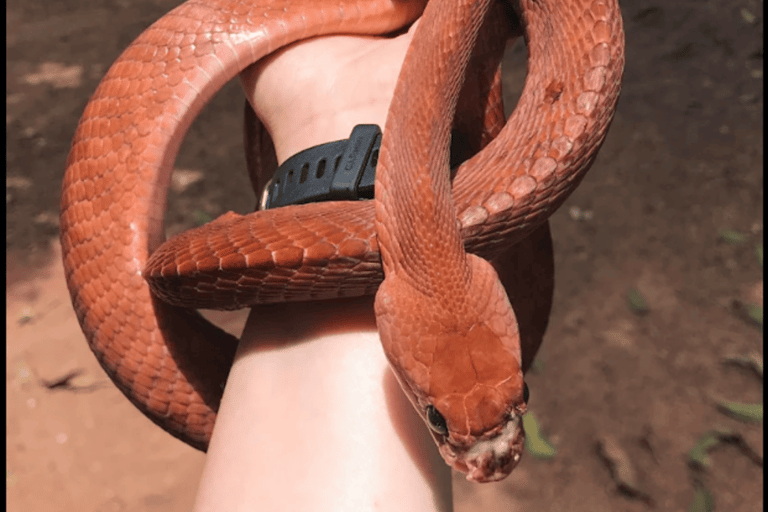 From Mirissa: Snake Conservation Farm Tour with Transfer