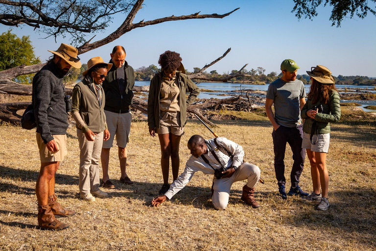 Cataratas Vitória: Caminhada de caça no Parque Nacional do ZambezeCaminhada de caça à tarde