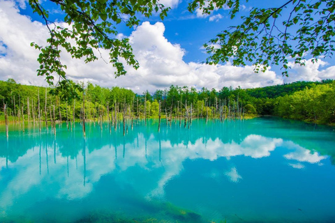 From Sapporo: Blue Pond, Farm Tomita, & Shikisai-no-Oka Tour