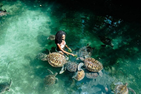 Zanzibar: Jozani forest, Sea tortoises & Mtende beach tour Private tour no Hotel pick and drop off included