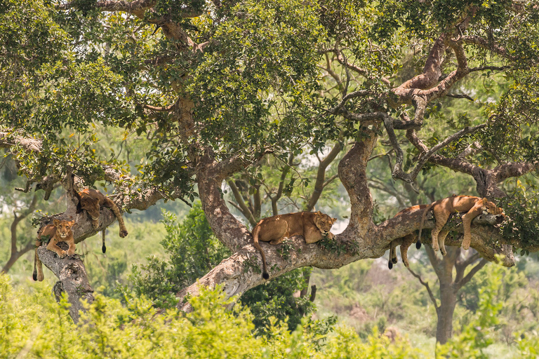 10-dniowe safari wśród dzikiej przyrody i naczelnych w Ugandzie