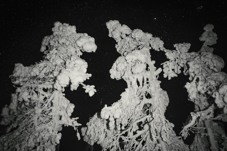 Rovaniemi: Nachtfotografie-Tour im Riisitunturi-Nationalpark