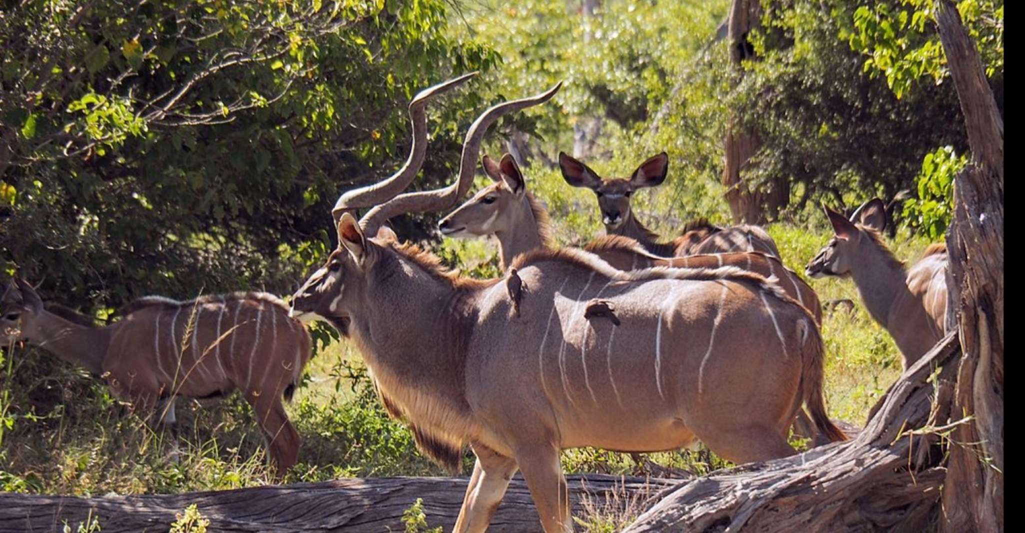 1/2 Tala Game Reserve & Phezulu Safari Park Tour - Housity