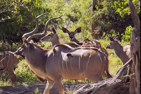 1/2 Day Tala Game Reserve & Phezulu Safari Park from Durban