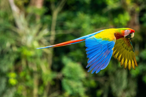 Parque Nacional de Carara: Melhor Tour Parque Nacional de Carara - Um dia