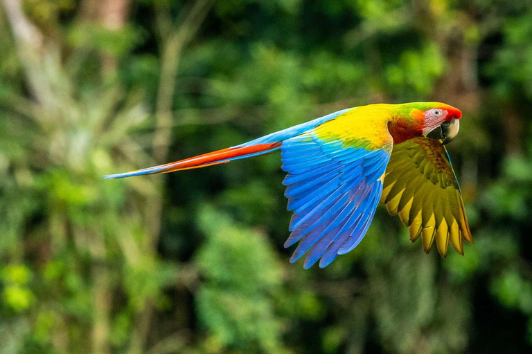 Parque Nacional de Carara: Melhor Tour Parque Nacional de Carara - Um dia