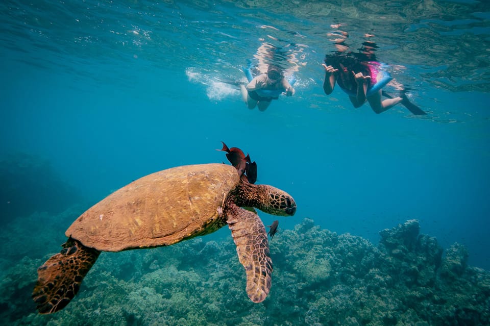 South Maui Molokini Crater and Turtle Town Snorkeling Trip GetYourGuide
