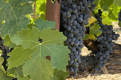 Napa: Guided Wine Tasting Tour with Picnic Lunch Private Tour