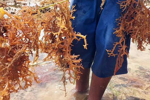 زنجبار: جولة في قرية متندي ومركز الأعشاب البحرية مع خدمة الاستلام