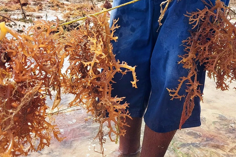 زنجبار: جولة في قرية متندي ومركز الأعشاب البحرية مع خدمة الاستلام