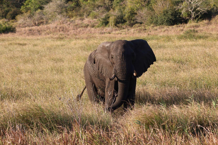 Safari w Parku Narodowym Krugera z Maputo