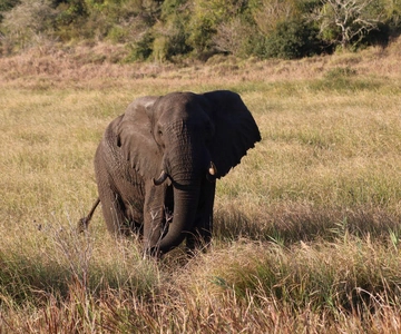 Safári no Parque Nacional Kruger saindo de Maputo