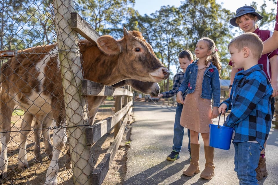 ブリスベン発：ホワイトリッジファーム 動物農場ツアー GetYourGuide