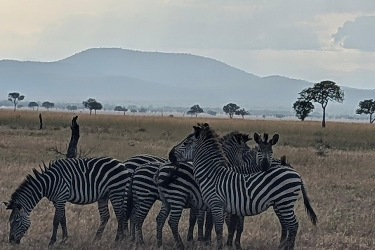 Arusha: 4 giorni di safari nel Serengeti e nel cratere Ngorongoro