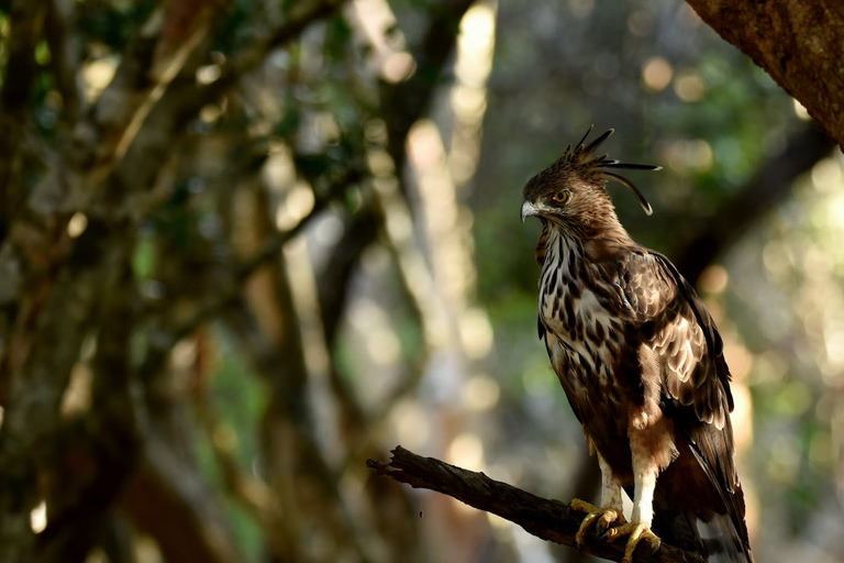 Safári pela vida selvagem no Parque Nacional de Yala saindo de Galle