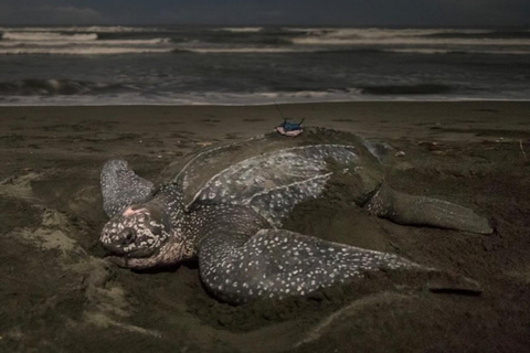 Giant Sea Turtle Conservation Tour in Bocas del Toro
