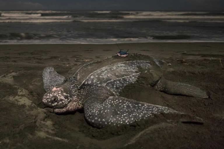Giant Sea Turtle Conservation Tour in Bocas del Toro
