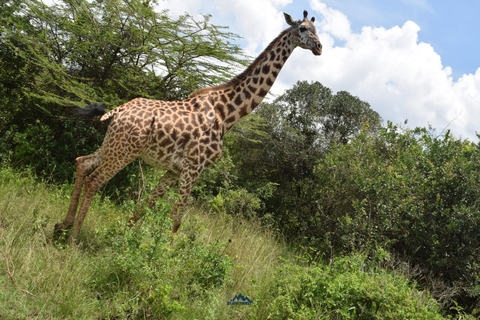 Parque Nacional de Amboseli: safari de 2 días y 1 noche