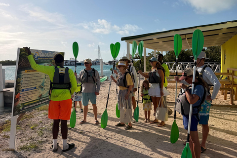 Providenciales Mangrove Kayak Tour With Turtle Sightings