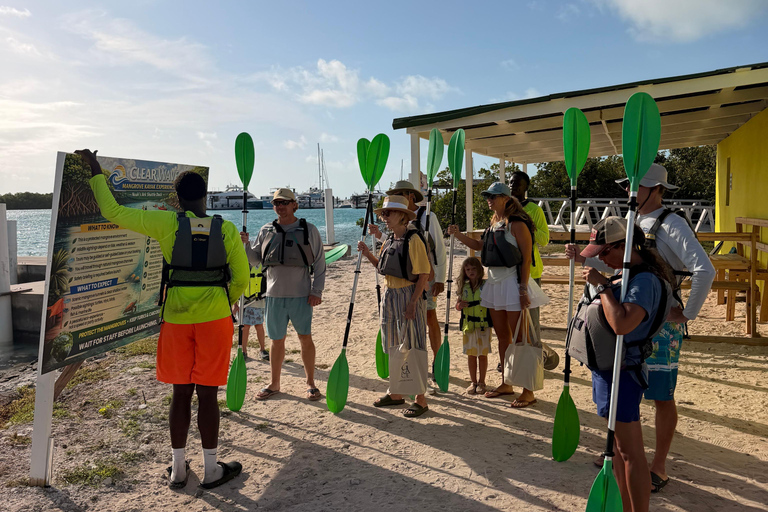 Providenciales Mangrove Kayak Tour With Turtle Sightings