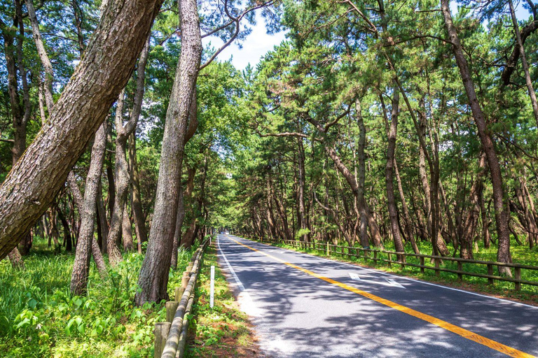 Nagoya: Ceramic Coast & Forgotten Islands Tour
