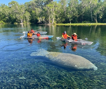 Silver Springs: Manater och apor med guidad tur i kajak