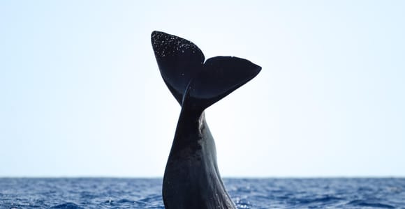 São Miguel: Whale-Watching-Bootsfahrt mit Meeresbiologe