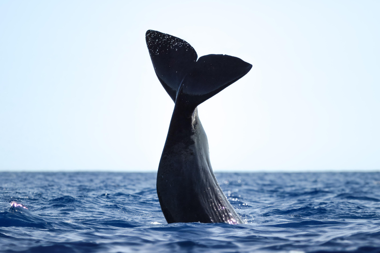 São Miguel : Observation des baleines et nage avec les dauphins sauvages - Journée complète
