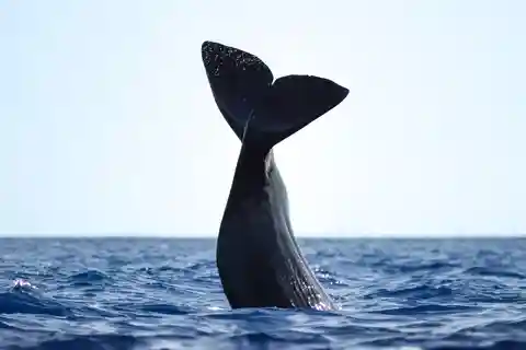 São Miguel: Valskådningskryssning med marinbiolog