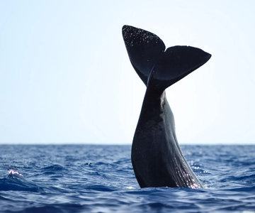 São Miguel: Valskådningskryssning med marinbiolog