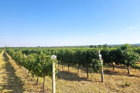 Plovdiv:Rural Tasting in Academic Winery &Artisan Dairy Farm